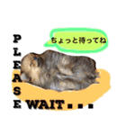 にこにこポメラニアン（個別スタンプ：16）