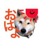 ごんたとだいすけ（個別スタンプ：2）