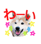 ごんたとだいすけ（個別スタンプ：3）