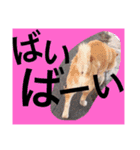 ごんたとだいすけ（個別スタンプ：4）