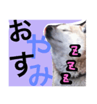 ごんたとだいすけ（個別スタンプ：5）