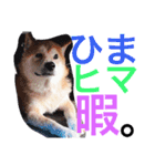 ごんたとだいすけ（個別スタンプ：9）