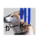 ごんたとだいすけ（個別スタンプ：10）
