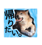 ごんたとだいすけ（個別スタンプ：11）
