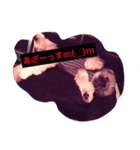 夜の世界を生きる犬、ShihtzuVeuve（個別スタンプ：6）