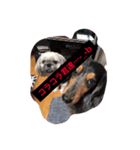 夜の世界を生きる犬、ShihtzuVeuve（個別スタンプ：7）