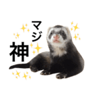 I LOVE FERRET 6（個別スタンプ：2）