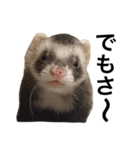 I LOVE FERRET 6（個別スタンプ：3）