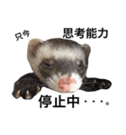 I LOVE FERRET 6（個別スタンプ：4）