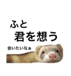 I LOVE FERRET 6（個別スタンプ：5）