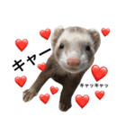 I LOVE FERRET 6（個別スタンプ：11）