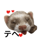 I LOVE FERRET 6（個別スタンプ：14）