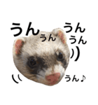 I LOVE FERRET 6（個別スタンプ：15）