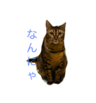 レオンくんスタンプ（個別スタンプ：1）