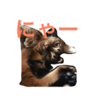 レオンくんスタンプ（個別スタンプ：2）