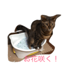 レオンくんスタンプ（個別スタンプ：5）