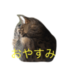 レオンくんスタンプ（個別スタンプ：6）