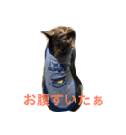 レオンくんスタンプ（個別スタンプ：7）