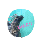 Tier-可愛い生き物たち-（個別スタンプ：1）