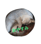 Tier-可愛い生き物たち-（個別スタンプ：2）