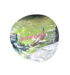 Tier-可愛い生き物たち-（個別スタンプ：5）