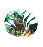 Tier-可愛い生き物たち-（個別スタンプ：8）