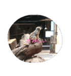 Tier-可愛い生き物たち-（個別スタンプ：11）