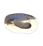 Tier-可愛い生き物たち-（個別スタンプ：13）