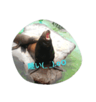 Tier-可愛い生き物たち-（個別スタンプ：14）