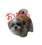 ponnmaru 1（個別スタンプ：1）