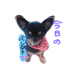 自由犬。2（個別スタンプ：1）