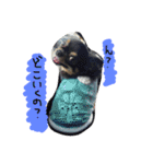 自由犬。2（個別スタンプ：2）