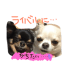 自由犬。2（個別スタンプ：3）