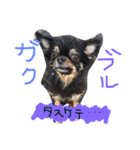 自由犬。2（個別スタンプ：4）