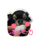 自由犬。2（個別スタンプ：5）