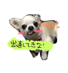 自由犬。2（個別スタンプ：8）