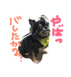 自由犬。2（個別スタンプ：9）