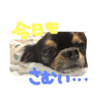 自由犬。2（個別スタンプ：10）