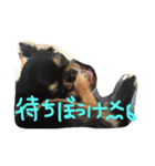 自由犬。2（個別スタンプ：11）