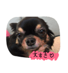 自由犬。2（個別スタンプ：12）