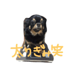 自由犬。2（個別スタンプ：13）