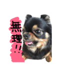 自由犬。2（個別スタンプ：14）