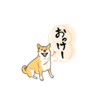 debu shiba（個別スタンプ：1）