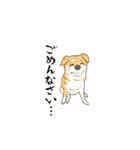 debu shiba（個別スタンプ：2）