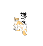 debu shiba（個別スタンプ：7）