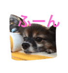 我が家の天使たち（個別スタンプ：1）