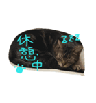 とらまめ屋 ②（個別スタンプ：2）