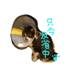 とらまめ屋 ②（個別スタンプ：4）