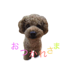 プティのスタンプ（個別スタンプ：3）