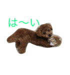プティのスタンプ（個別スタンプ：7）